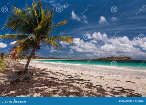 martinique nude beach|The naturist beach of Anse Trabaud in Martinique